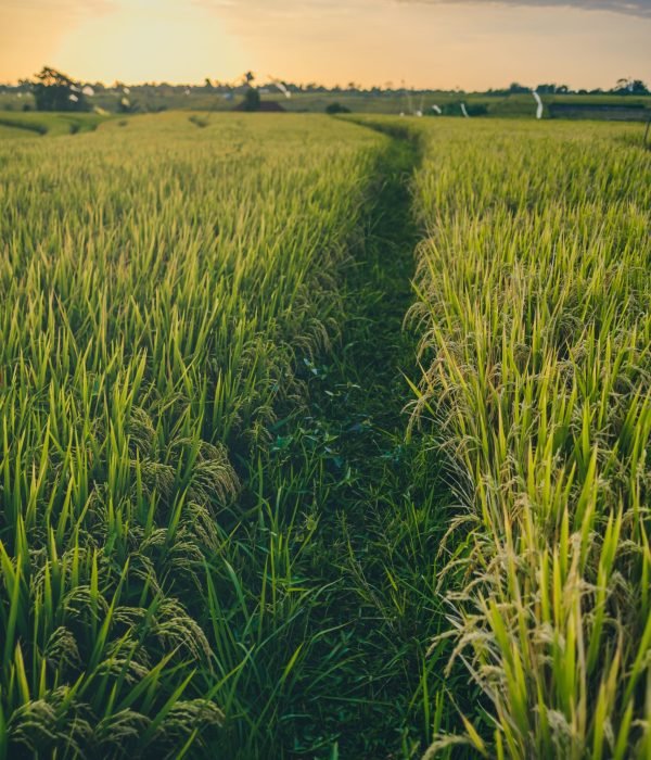 A vertical shot of a meadow at sunset captured in Canggu Bali